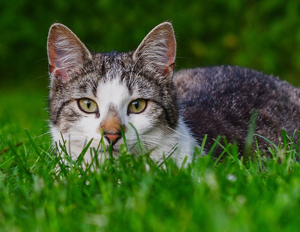 cat at field