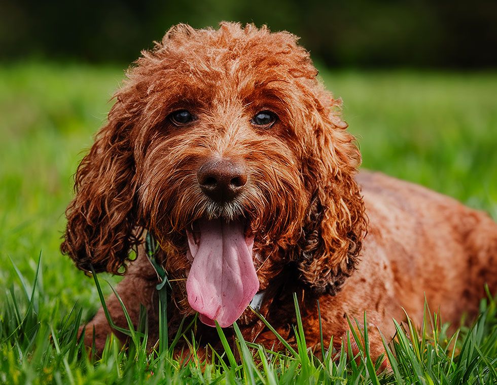 cute dog at green grass