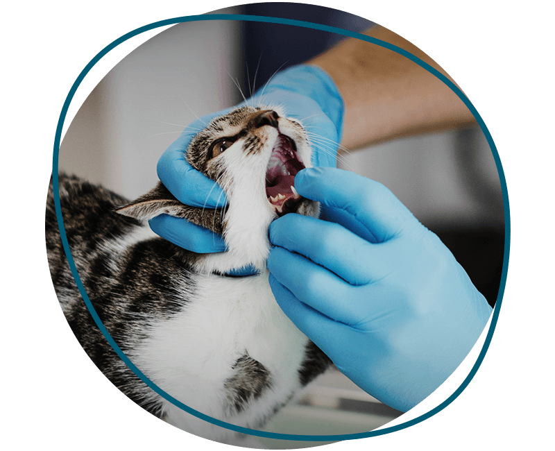 vet checking cat teeth