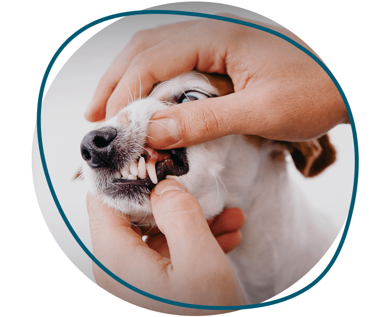 vet checking dog teeth