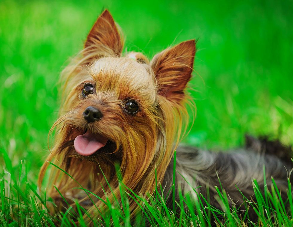 happy yorkshire terrier at green grass
