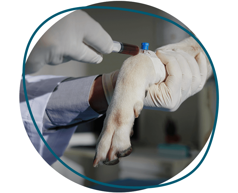 canine blood test
