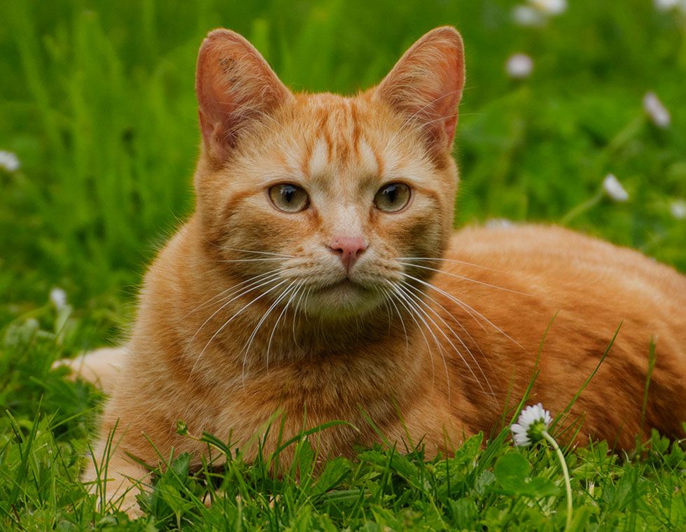 orange cat sitting at green grass
