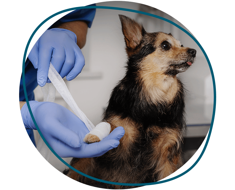 vet bandading dogs paw