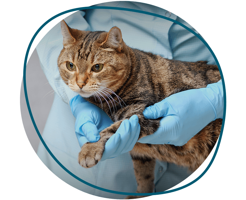 vet checking cats paw