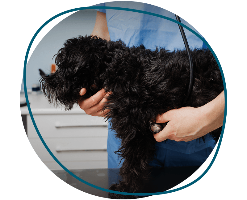 vet checking old black dog