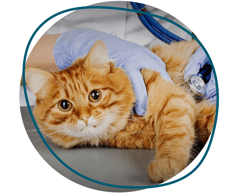 vet checking orange cat
