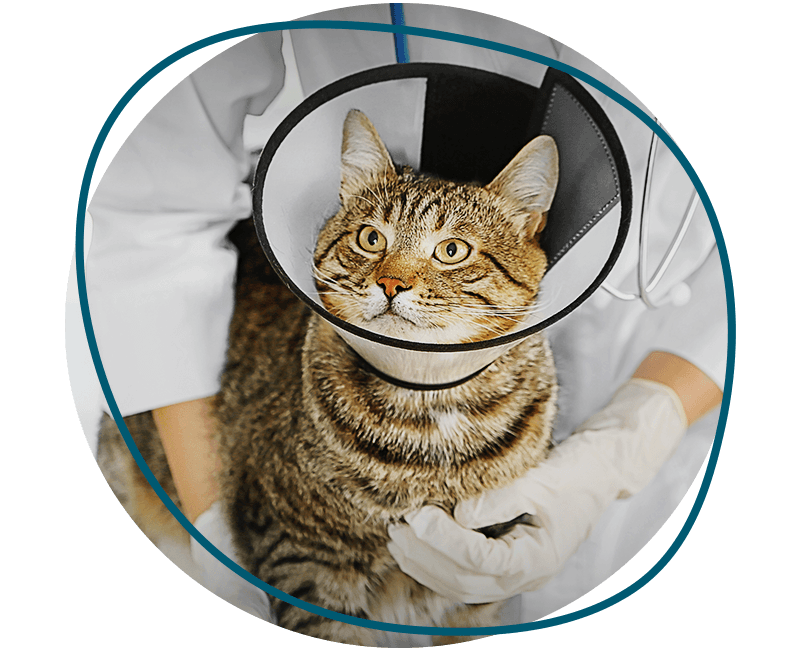 vet examining cat with after surgery cone