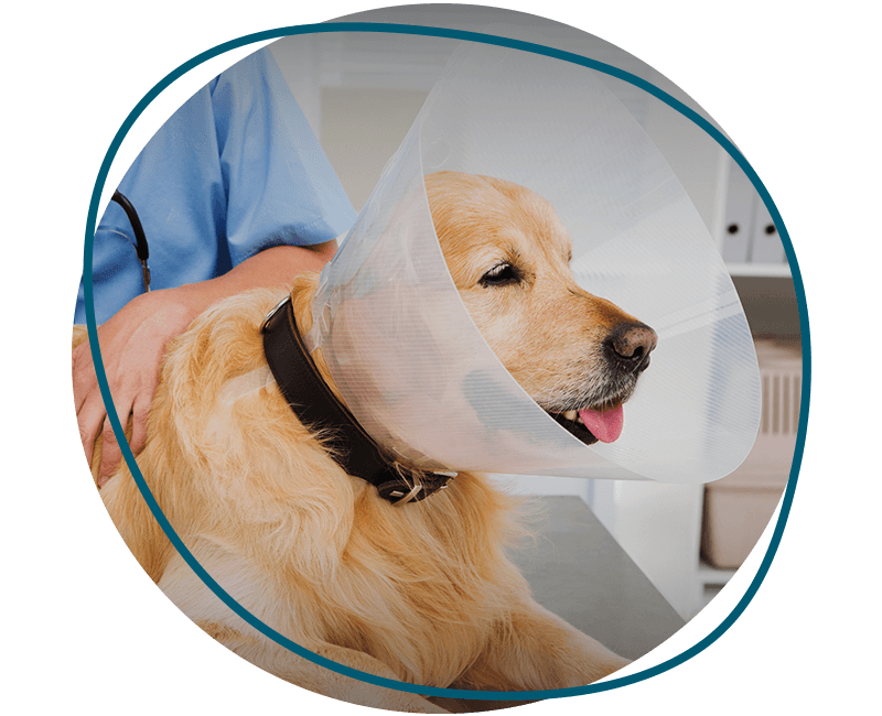 vet examining dog with after surgery one