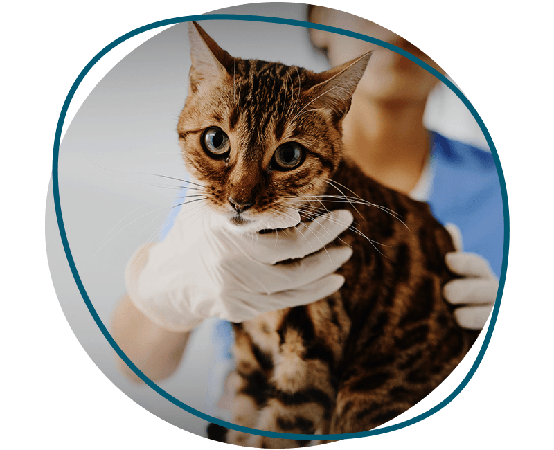 vet holding cat