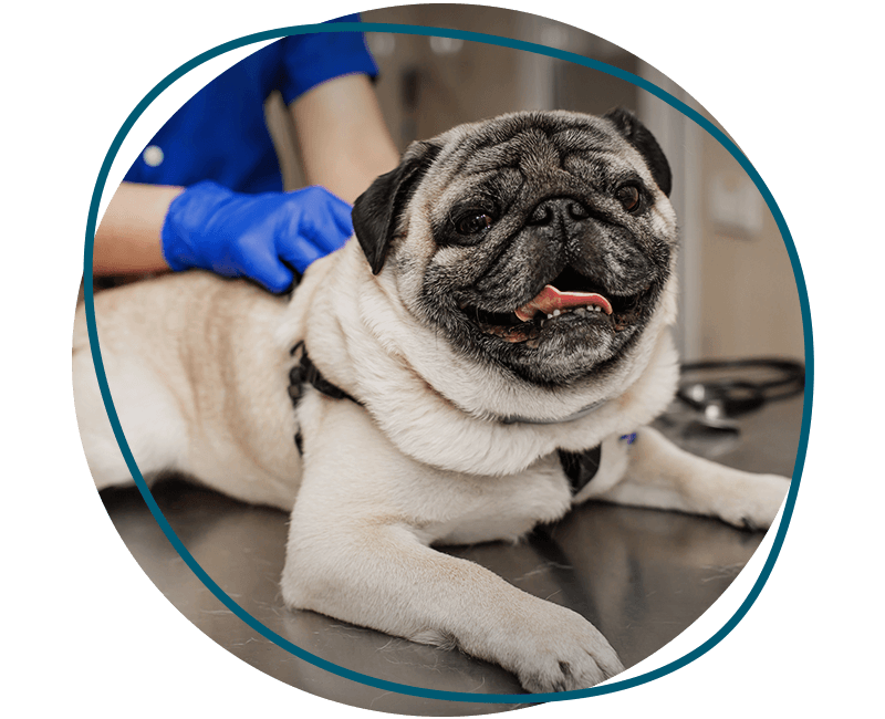 veterinarian hold pug dog