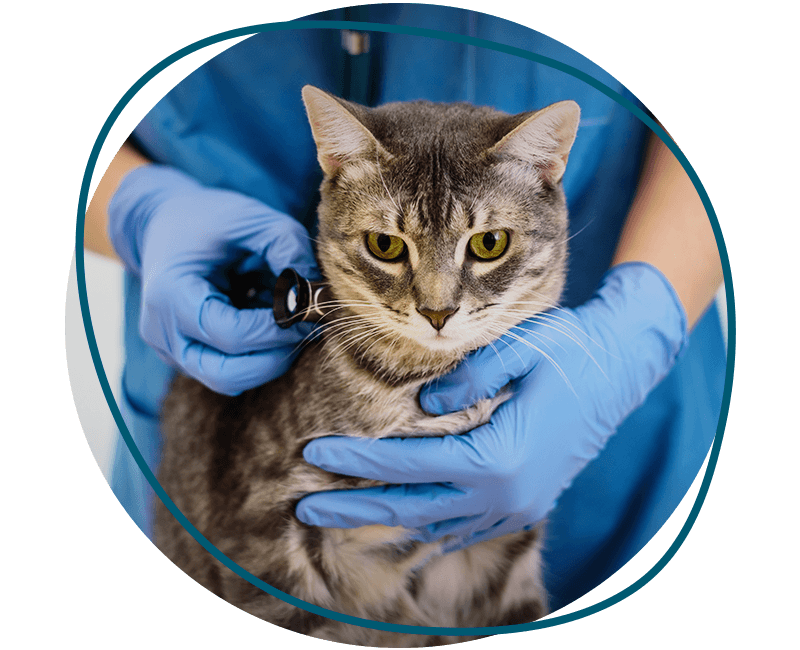 veterinarian is examining a cat with stethoscope