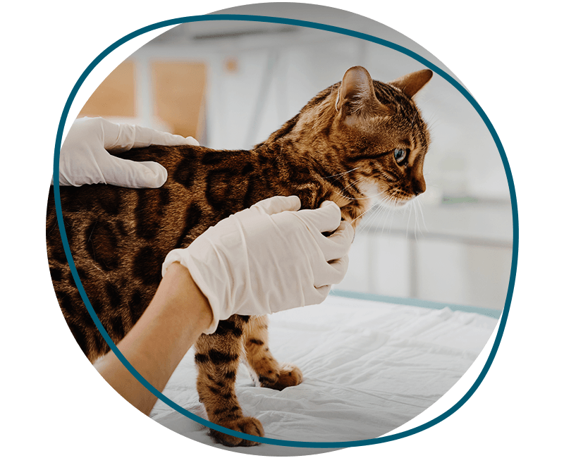 vet examining bengal cat