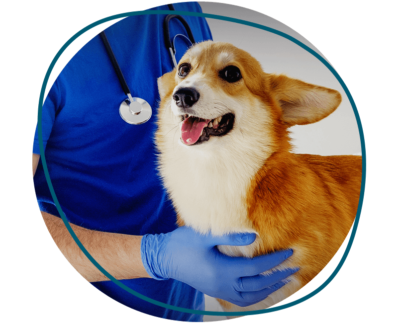 veterinarian examination corgi dog